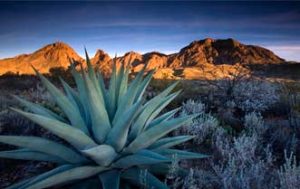 El bioetanol de agave, la solución de Australia para la escasez de combustibles