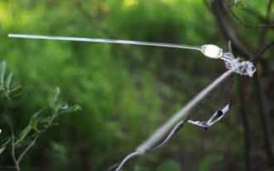 La energía de los árboles nos moverá