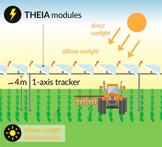 Las agrivoltaicas permiten la transición energética a través del uso dual de la tierra mientras mejora el rendimiento agrícola