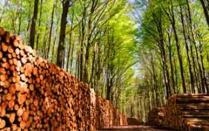 Biomasa forestal - Bosques como fuente de energía en Japón