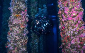 Las plataformas petrolíferas pueden convertirse en arrecifes