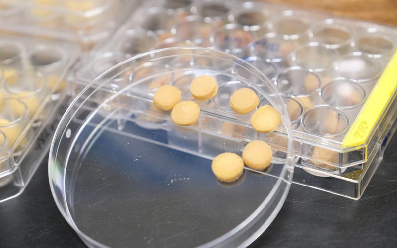 Un lote de las esponjas de polen