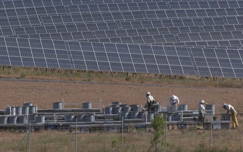 Iberdrola recoge los frutos de la miel solar del mayor colmenar fotovoltaico del mundo