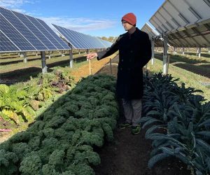 este jardin solar de colorado es literalmente una granja con paneles solares grafica 13464