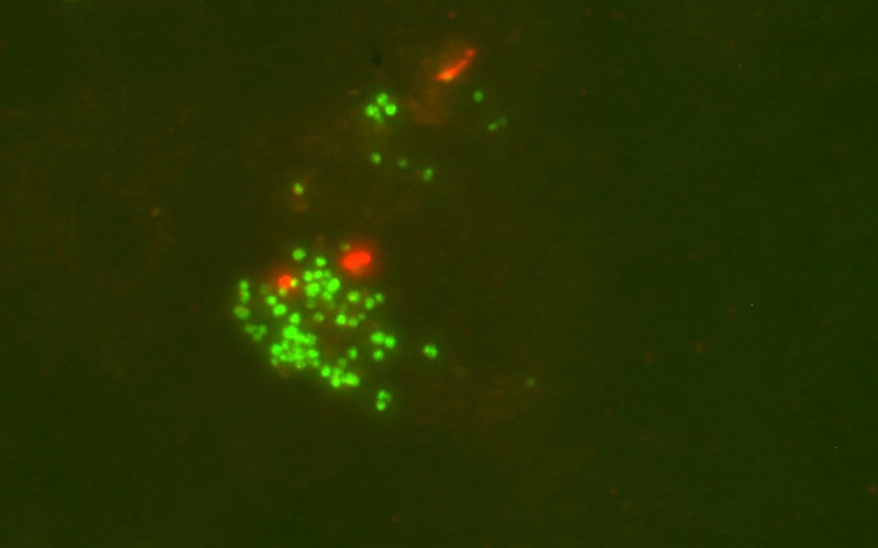los cientificos han cultivado un milagroso microorganismo que convierte el petroleo en metano grafica 14040