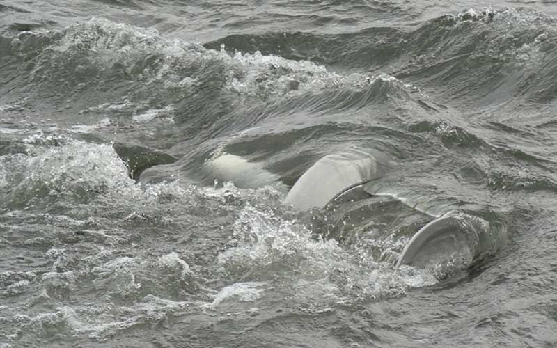 nueva turbina mareomotriz energia paneles solares grafico 15148