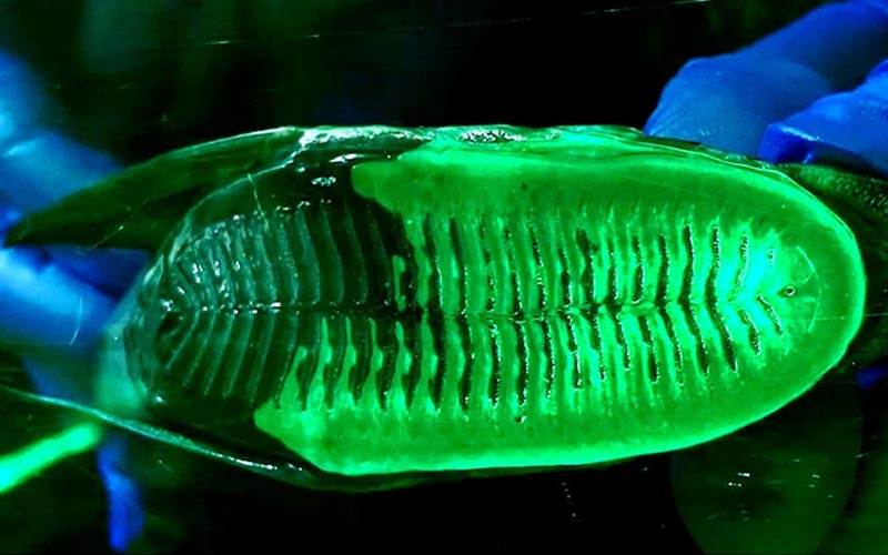 un dron inspirado en un pez grafico 15449