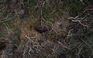 Estudio: si Brasil legaliza la minería en la selva amazónica, impulsará la deforestación