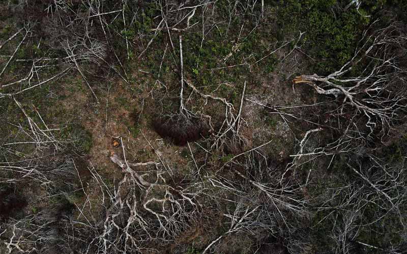 Estudio: si Brasil legaliza la minería en la selva amazónica, impulsará la deforestación