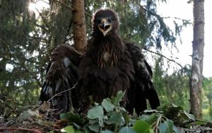 ¿Puede la IA impedir que estas singulares águilas choquen con las turbinas eólicas en Alemania?