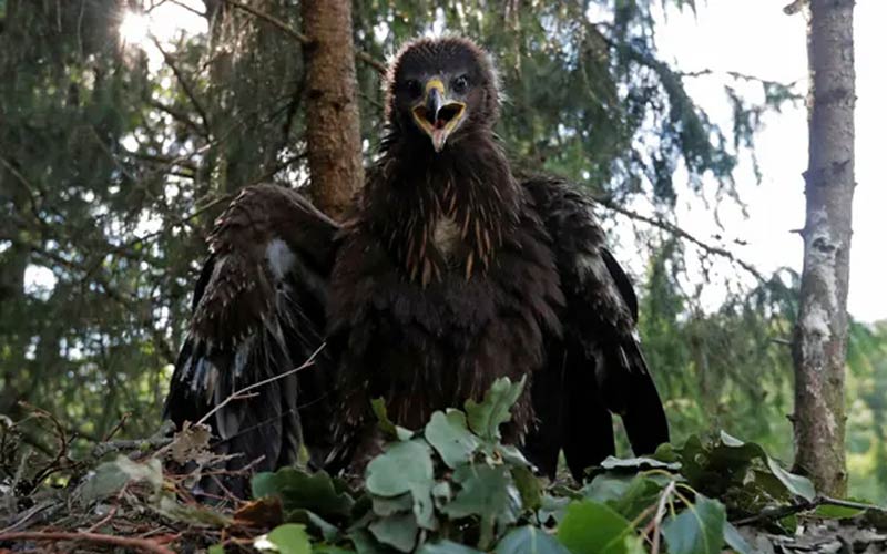 ¿Puede la IA impedir que estas singulares águilas choquen con las turbinas eólicas en Alemania?