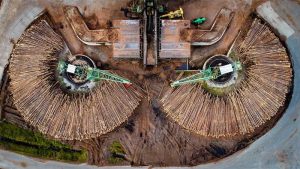 Los árboles se perfilan como las próximas fuentes de baterías sostenibles