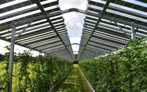 BayWa r.e. impulsa el desarrollo récord de energía agrovoltaica y establece un nuevo estándar para Europa