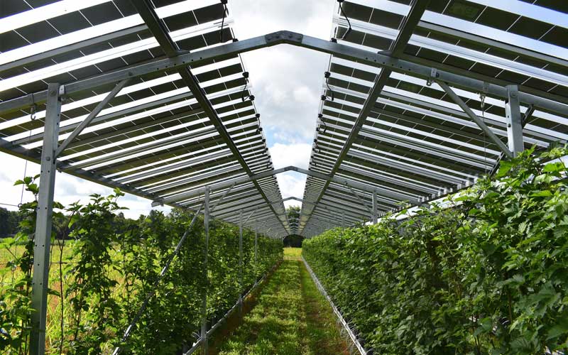 BayWa r.e. impulsa el desarrollo récord de energía agrovoltaica y establece un nuevo estándar para Europa